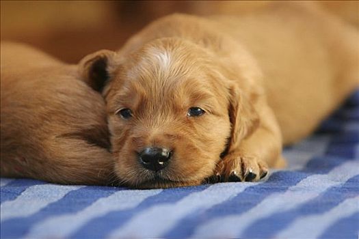 金毛猎犬,小狗,躺着,毯子