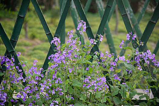 紫花栅栏