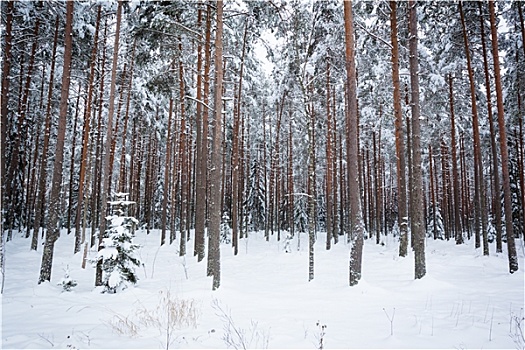 冬天,松树,树林