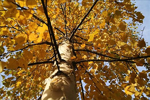桦树,秋天,瑞典