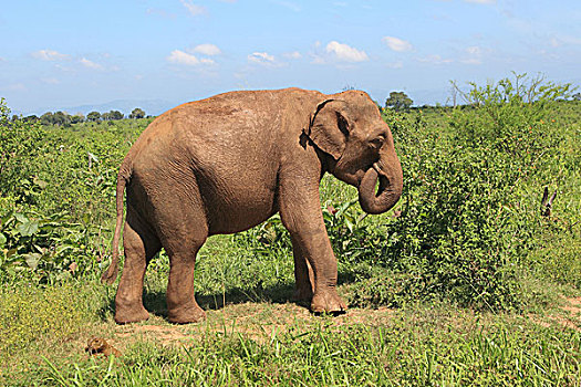 亚洲象,国家公园,斯里兰卡