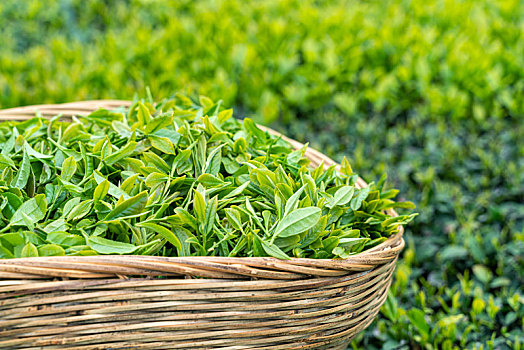 放在篮子里的新鲜茶叶