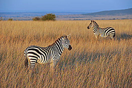 斑马,晚间,亮光,马赛马拉国家保护区,肯尼亚,东非,非洲