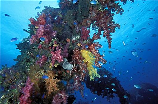 密克罗尼西亚,软珊瑚,珊瑚礁景,救生艇