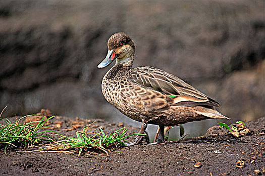 尖尾鸭,成年,站立,泥,加拉帕戈斯群岛,太平洋