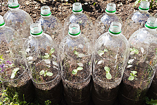植物,塑料瓶
