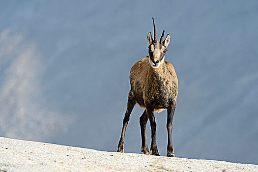 岩羚羊,臆羚,瓦莱,瑞士,欧洲
