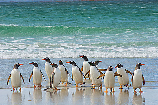 福克兰群岛,岛屿,巴布亚企鹅,室外,海洋