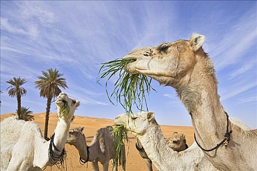 骆驼,吃草,利比亚