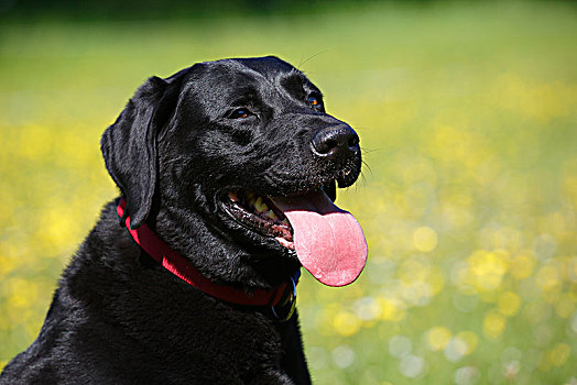 黑色拉布拉多犬,家犬,雄性,头像,石荷州,德国,欧洲