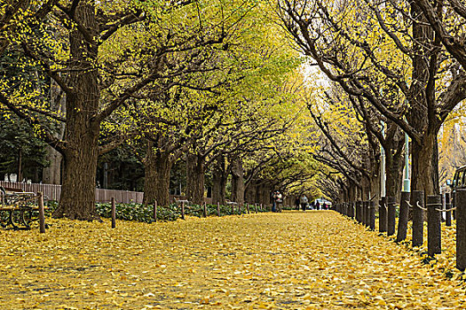 银杏,树,秋天,东京,日本