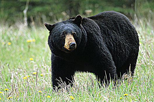 黑熊,蒲公英,库特尼国家公园,不列颠哥伦比亚省,加拿大