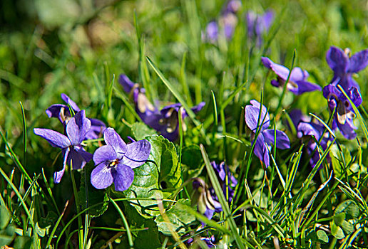 草地,紫罗兰