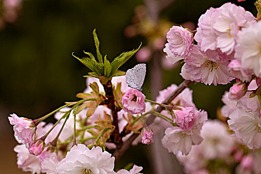 春天迎风盛开的粉白色梨花