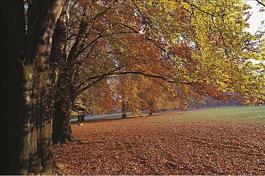 秋天,色彩,公园,德国,欧洲