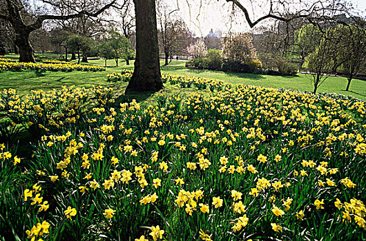 水仙花,公园,伦敦,英格兰