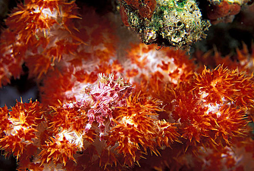 印度尼西亚,软珊瑚,螃蟹