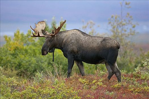 驼鹿,美洲驼鹿,雄性动物,走,苔原,德纳里峰国家公园,阿拉斯加
