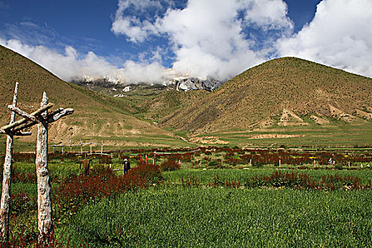 青藏高原高山云雾和山谷牧场
