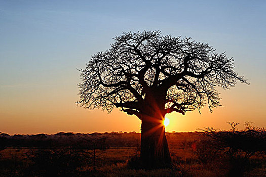 非洲,猴面包树,剪影,日落,塔兰吉雷国家公园,坦桑尼亚