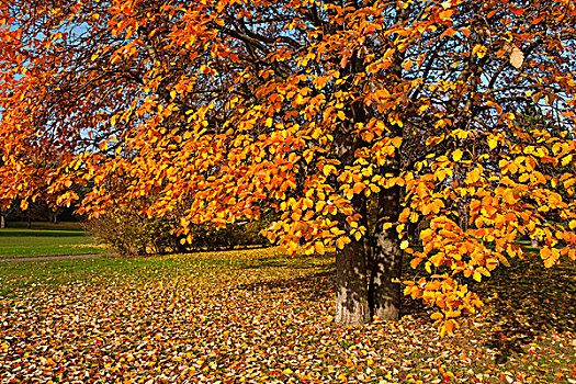 瑞典,秋天,彩色,叶子,公园,爱尔福特,图林根州,德国,欧洲