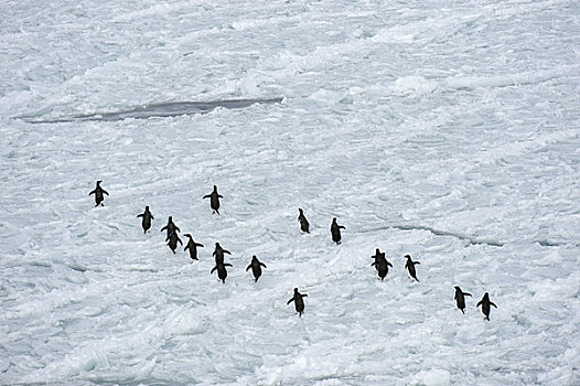 南极,威德尔海,阿德利企鹅,浮冰