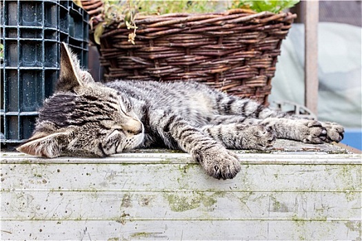 小,虎斑猫,睡觉,院子