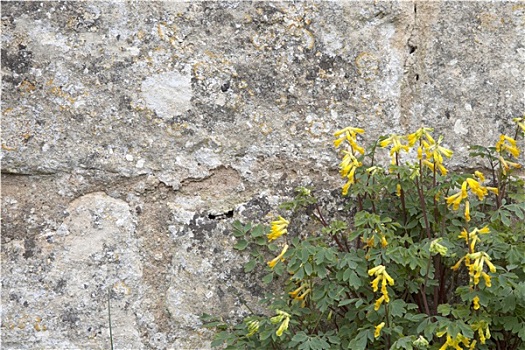 石墙,野花,背景