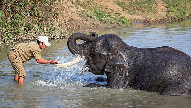 驱象者,印度象,象属,河,卡齐兰加国家公园,阿萨姆邦,印度,亚洲