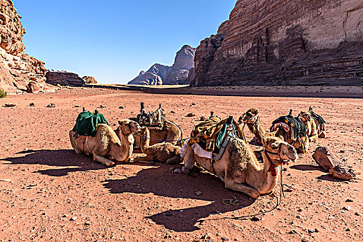 多,骆驼,休息,瓦地伦,沙漠,荒野,南方,约旦