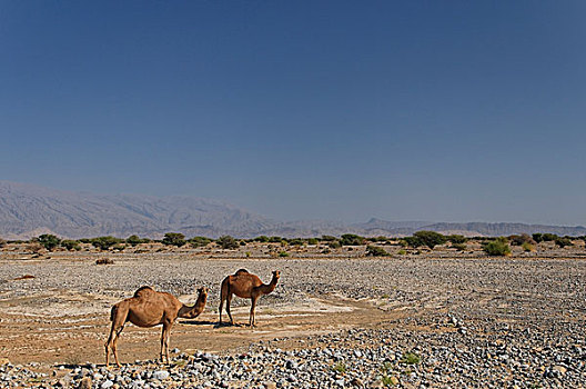 两个,单峰骆驼,路边,道路,尼日瓦,阿曼,中东