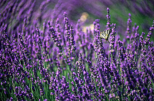 蝴蝶,薰衣草种植区,普罗旺斯,法国