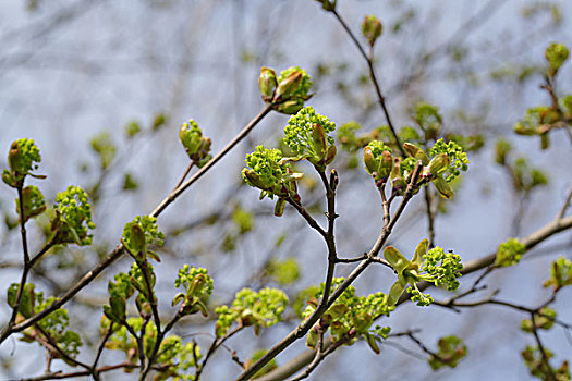 第一,枫树,芽,春天,自然,照片