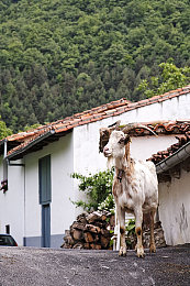 西班牙山羊图片