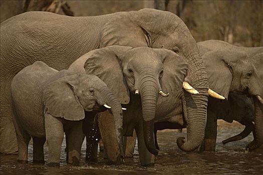 非洲象,牧群,喝,博茨瓦纳