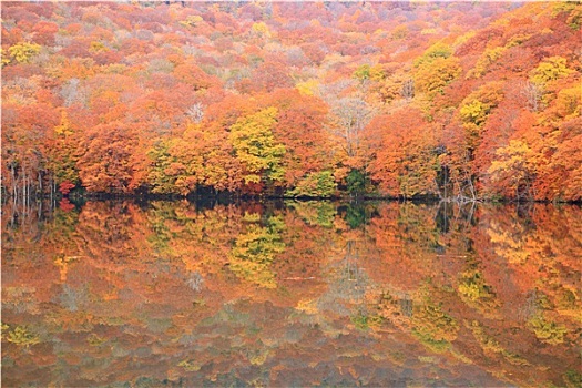 秋色,水塘
