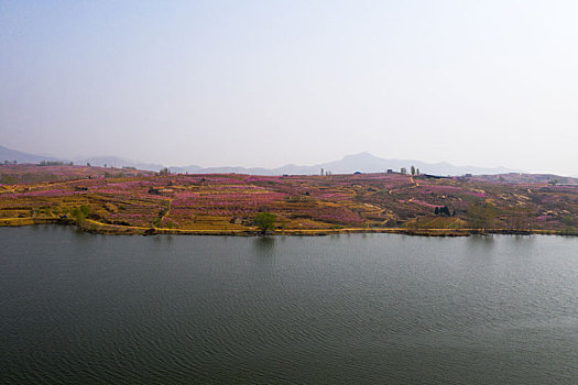 山东蒙阴乡村桃花