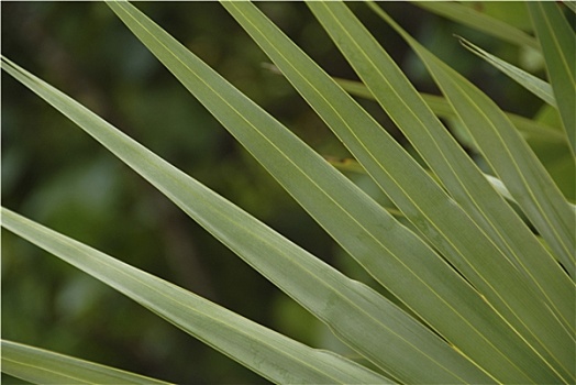 热带植物,鹦鹉