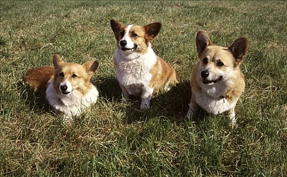 俯拍,三个,柯基犬,草地