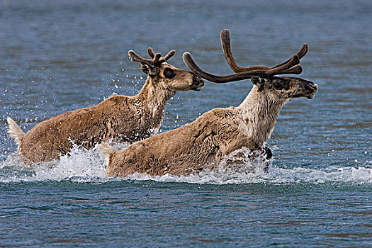 北美驯鹿,驯鹿属,一对,河,夏天,迁徙,北极国家野生动物保护区,阿拉斯加
