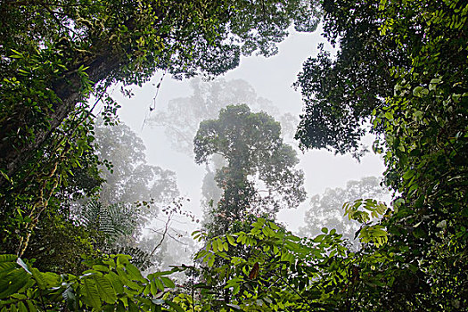 雨林,上方,丹侬谷,马来西亚