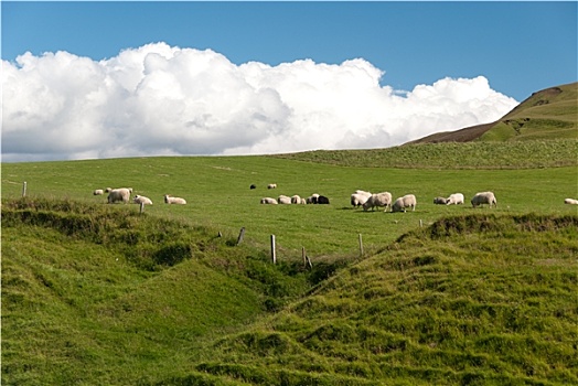 绵羊,冰岛