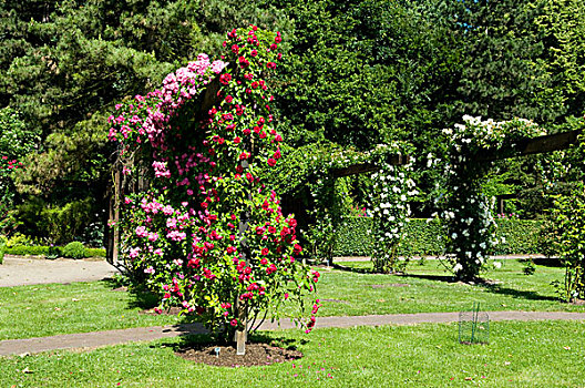 藤蔓玫瑰,玫瑰园,多特蒙德,区域,北莱茵威斯特伐利亚,德国,欧洲