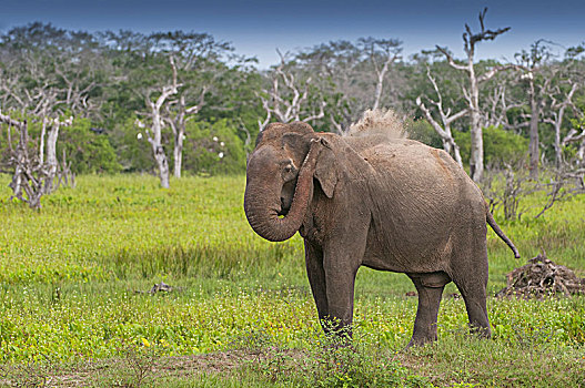 亚洲,亚洲象,象属,国家公园,斯里兰卡