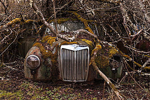 老古董,正面,废弃物,汽车,繁茂,树,瑞典,欧洲