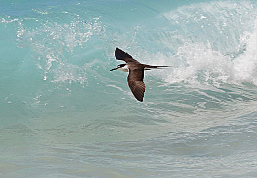 燕鸥,成年,飞行,上方,海浪,女士,岛屿,昆士兰,澳大利亚