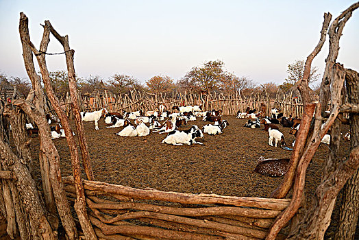 山羊,辛巴族,乡村,考科韦尔德,纳米比亚,非洲