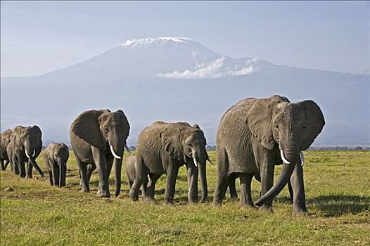 肯尼亚,安伯塞利国家公园,线条,大象,非洲象,移动,沼泽,壮观,乞力马扎罗山,高耸,背景
