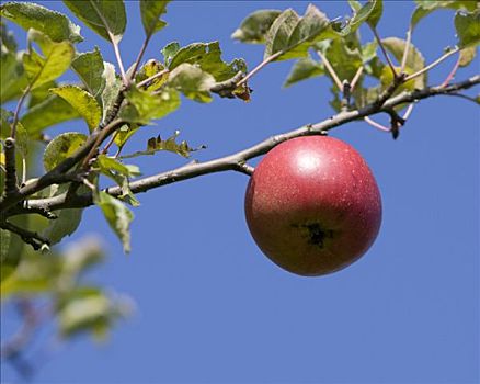 成熟,红苹果,悬挂,苹果树,黑森州,德国,欧洲