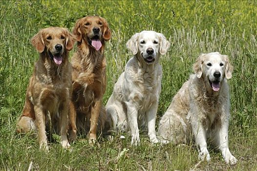 四个,金毛猎犬,母狗,坐,并排